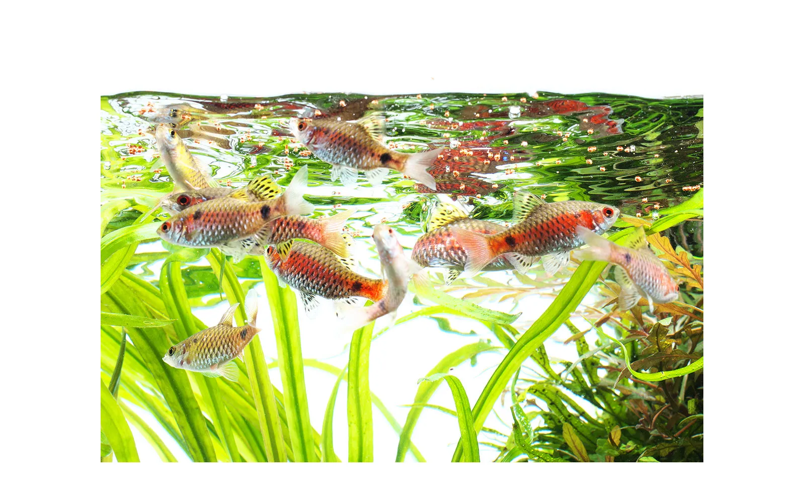 ADA Fish Food Premium
