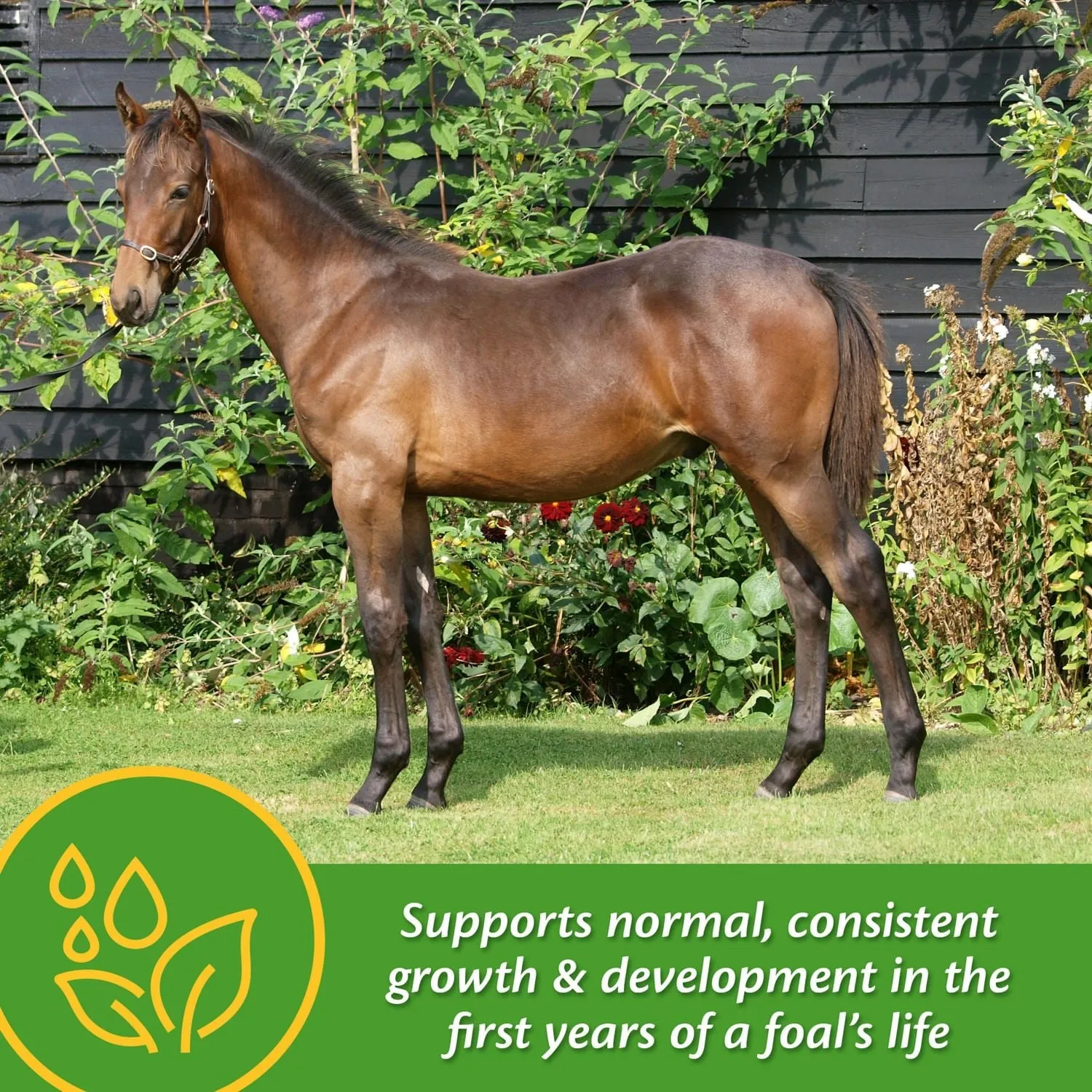 Grow Colt by Farnam