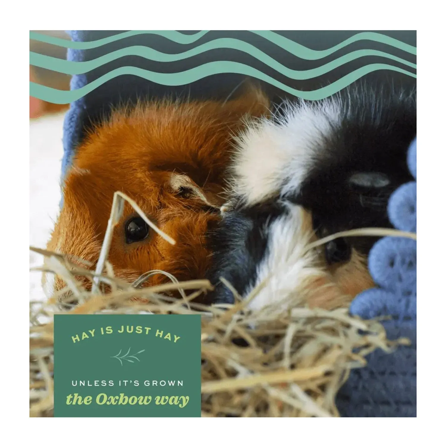 Oxbow Hay Blends Western Timothy & Orchad Hay