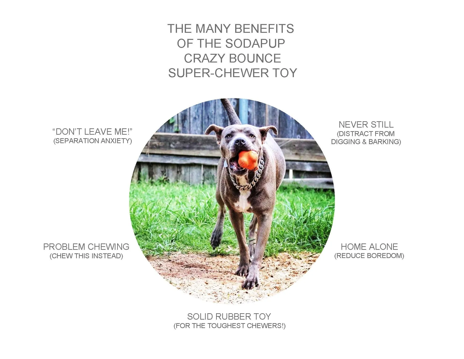 SP Crazy Bounce Retrieving Toy